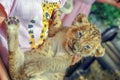 Little girl holding a leopard kitten. a zoo, a child of a ferocious predator in the arms of a human child