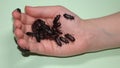 Little girl holding Mealworms, reptile live food. stages of a mealworm, adult