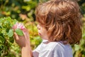 Little girl holding a rosee in the park Royalty Free Stock Photo