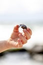 Little girl holding shell at the beach Royalty Free Stock Photo