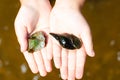 Little girl holding a shell and a stone. A child stands in the water of a lake on a Sunny summer day. Vacation concept. Royalty Free Stock Photo