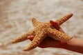 Little girl holding star fish Royalty Free Stock Photo