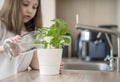 Little girl is holding a transparent glass with water and watering plant Basil Ocimum Basilicum. Caring for a new life Royalty Free Stock Photo