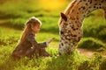 Little girl and horse Royalty Free Stock Photo