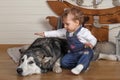 Little girl in the house and Malamute Royalty Free Stock Photo