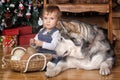 Little girl in the house and Malamute Royalty Free Stock Photo