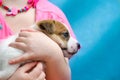 Little girl hugging a puppy jack russel terrier breed. She`s holding the dog on her hands. Royalty Free Stock Photo