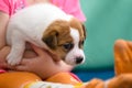 Little girl hugging a puppy jack russel terrier breed. She`s holding the dog on her hands. Royalty Free Stock Photo