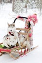 Little girl and Huskies in winter forest Royalty Free Stock Photo