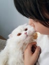 Little girl and kitten. Portrait of a cute, white fluffy cat, looking up at the owner. Royalty Free Stock Photo