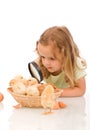 Little girl with large lens studying chicks