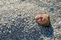 A little girl lies on the beach under the pebbles. Baby is buried in the pebbles on the beach, only her head is visible. A child o Royalty Free Stock Photo