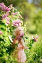 Little girl lilac bushes. Spring blooming gardens