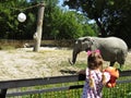 Little Girl Looking and Admiring Huge Beautiful Elephant