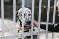 Little girl looking to adopt a dalmatian dog from animal shelter