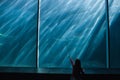 Little girl looking up at fish in tank Royalty Free Stock Photo