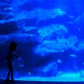 Little girl looks at big shark in aquarium