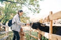 Little girl looks at a donkey eating a carrot from her mom hand through a fence on a ranch Royalty Free Stock Photo