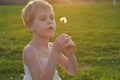 little girl looks at a fluffy dandelion. The rays of the setting sun, glare and backlight. The concept of childhood Royalty Free Stock Photo