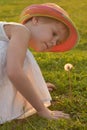 little girl looks at a fluffy dandelion. The rays of the setting sun, glare and backlight. The concept of childhood Royalty Free Stock Photo