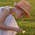 little girl looks at a fluffy dandelion. The rays of the setting sun, glare and backlight. The concept of childhood Royalty Free Stock Photo