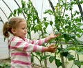 The little girl looks at plants of tomatoes in the greenhouse Royalty Free Stock Photo