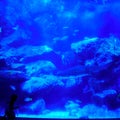 Little girl looks at shark in beautiful blue aquarium