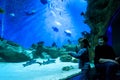 Little girl looks at sharks in blue aquarium Royalty Free Stock Photo