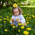 Little girl meadow gather yellow dandelion Royalty Free Stock Photo