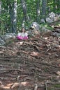 Little girl meditating Royalty Free Stock Photo