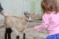 A little girl meets a little goat Royalty Free Stock Photo