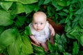 Little girl 10 months old sitting in flowers in summer in a beautiful dress, top view, artistic photo of a child in the grass Royalty Free Stock Photo