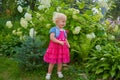 Little girl near the hydrangea,in the summer in the garden near the bush of hydrangea flowers girl Royalty Free Stock Photo