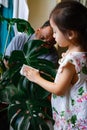 A little girl oiling the houseplant leaves, taking care of plant Monstera using a cotton sheet. Family home gardening