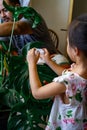 A little girl oiling the houseplant leaves, taking care of plant Monstera using a cotton sheet. Family home gardening