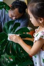 A little girl oiling the houseplant leaves, taking care of plant Monstera using a cotton sheet. Family home gardening