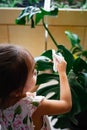 A little girl oiling the houseplant leaves, taking care of plant Monstera using a cotton sheet. Home gardening