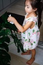 A little girl oiling the houseplant leaves, taking care of plant Monstera using a cotton sheet. Home gardening