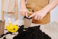Little girl in overalls replanting seedlings on a wooden table. No head