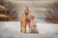 Little girl with palomino pony in winter park Royalty Free Stock Photo