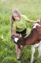 Little girl petting a calf Royalty Free Stock Photo