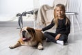 The girl is sitting on the floor next to the English Bulldog`s belt and is gently stroking it with her hand. Man and dog Royalty Free Stock Photo