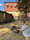 Little girl petting a goatling in a corral at the farm