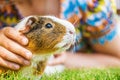 Little girl petting guinea pig Royalty Free Stock Photo