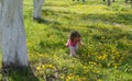 Little girl pick up dandelion on the lawn Royalty Free Stock Photo