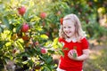 Little girl picking apple in fruit garden Royalty Free Stock Photo