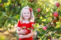 Little girl picking apple in fruit garden Royalty Free Stock Photo