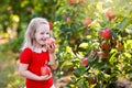 Little girl picking apple in fruit garden Royalty Free Stock Photo