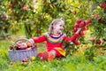 Little girl picking apple in fruit garden Royalty Free Stock Photo