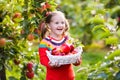 Little girl picking apple in fruit garden Royalty Free Stock Photo